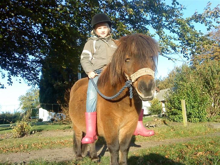 Shetlænder Prins (lillesøsters) - Min lillesøster Camilla rider på Prins. Prins lukker lige øjnene :) billede 5