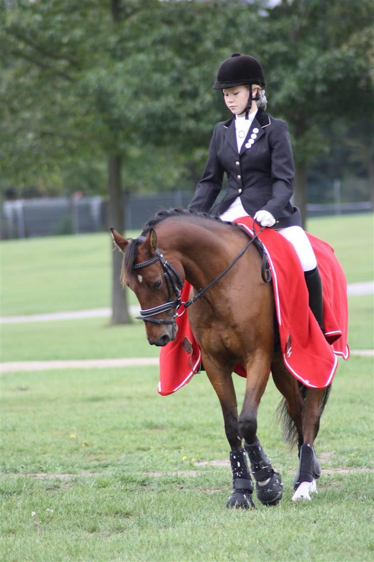 Hollandsk Sportspony Olaf *B-pony*  SOLGT - skridter klar til LA (stor hestedag 09 ) billede 4