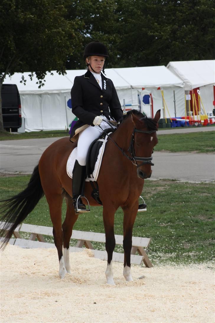 Hollandsk Sportspony Olaf *B-pony*  SOLGT - Stor hestedag 09  billede 6