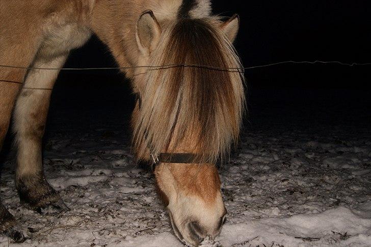 Fjordhest fraja billede 19