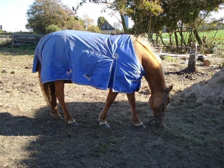 Anden særlig race Isabella billede 10