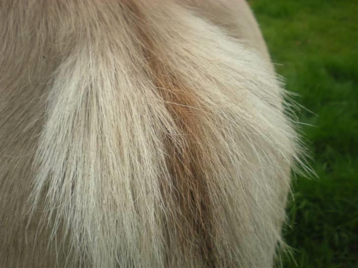 Fjordhest fraja billede 20