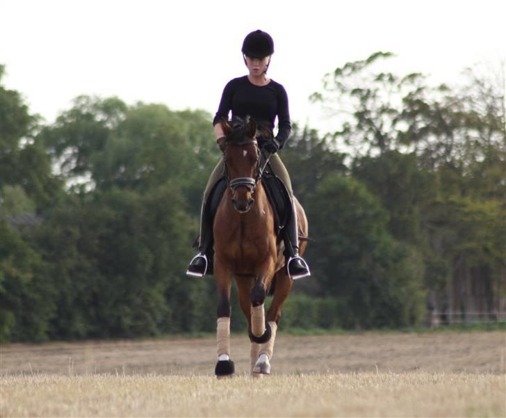 Hollandsk Sportspony Olaf *B-pony*  SOLGT - Galop på marken MTI-foto billede 8