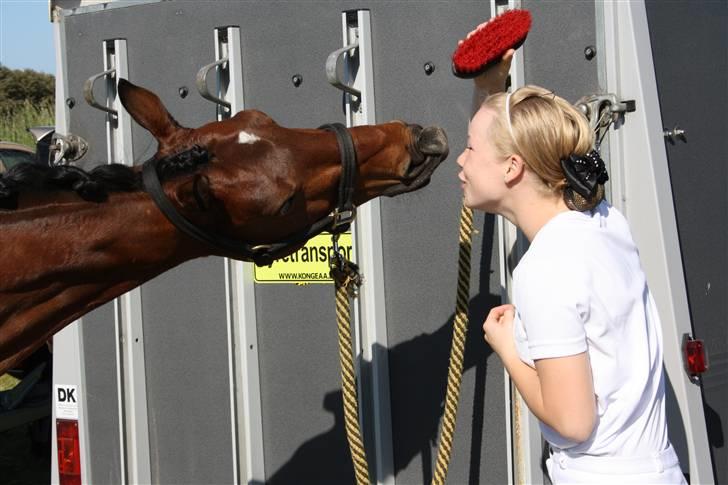 Hollandsk Sportspony Olaf *B-pony*  SOLGT billede 9