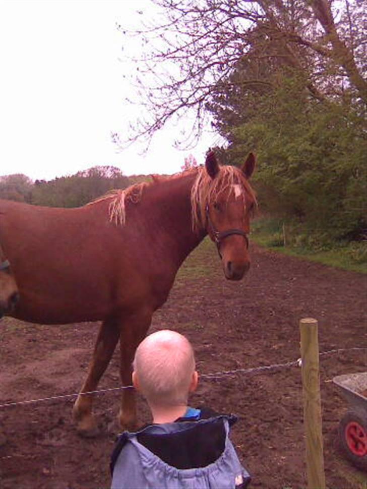 Frederiksborg Lepetit - kigger lige på andreas kom nu og snak med mig :) billede 3