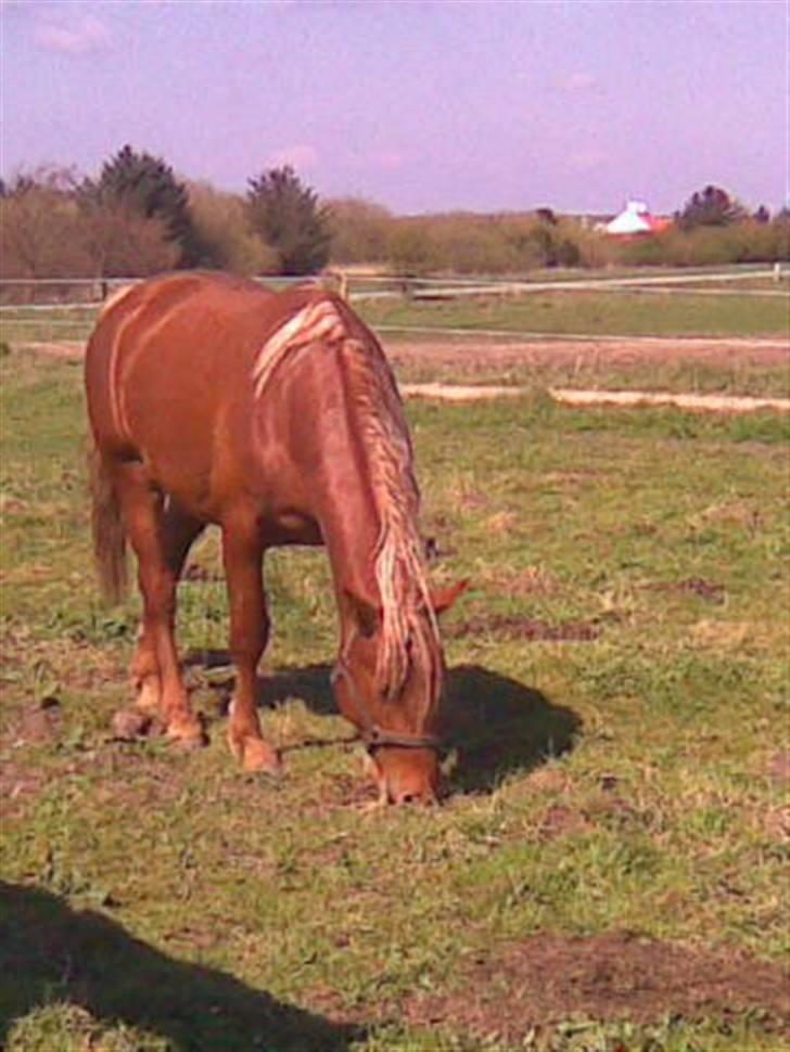 Frederiksborg Lepetit - nyder solskinnet  billede 4