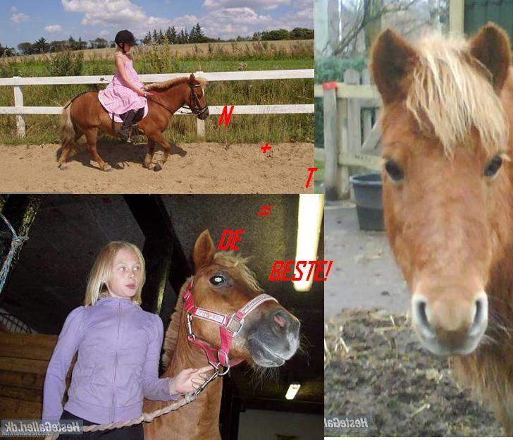 Shetlænder Nanny - Elsker dig<3       billede 19