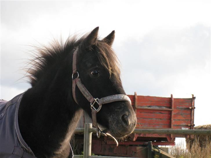 Anden særlig race My Little Rose - Et par dage efter jeg fik hende Hjem :D  billede 4