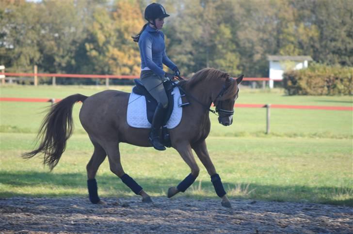 Anden særlig race magic fancy fancy(ik min) billede 16