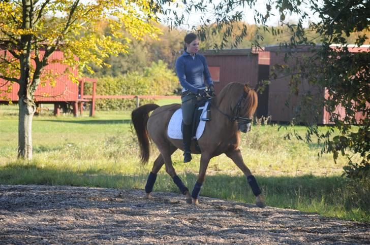 Anden særlig race magic fancy fancy(ik min) billede 17