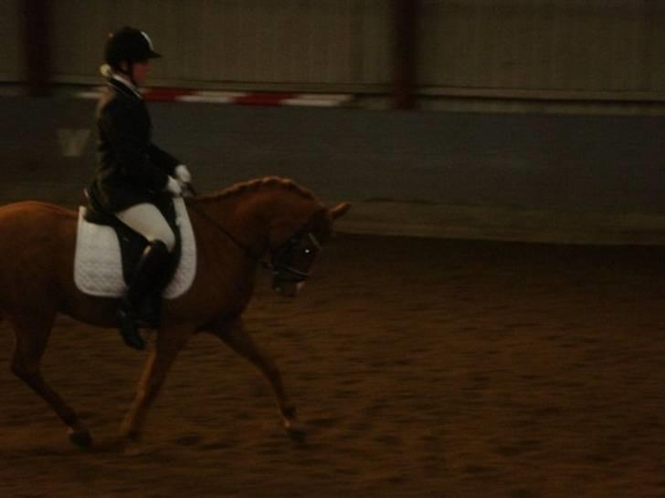 Anden særlig race magic fancy fancy(ik min) billede 18