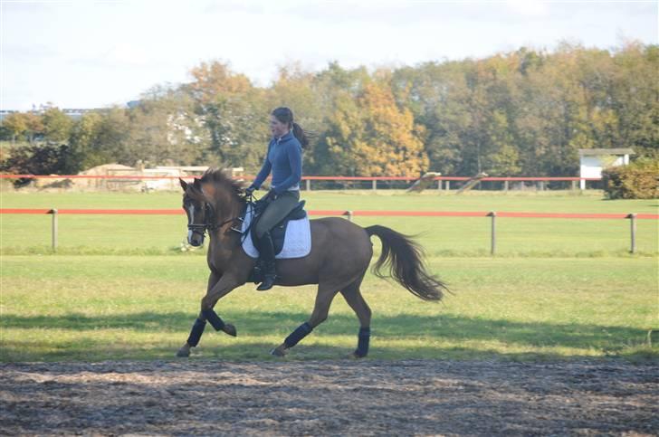 Anden særlig race magic fancy fancy(ik min) billede 19