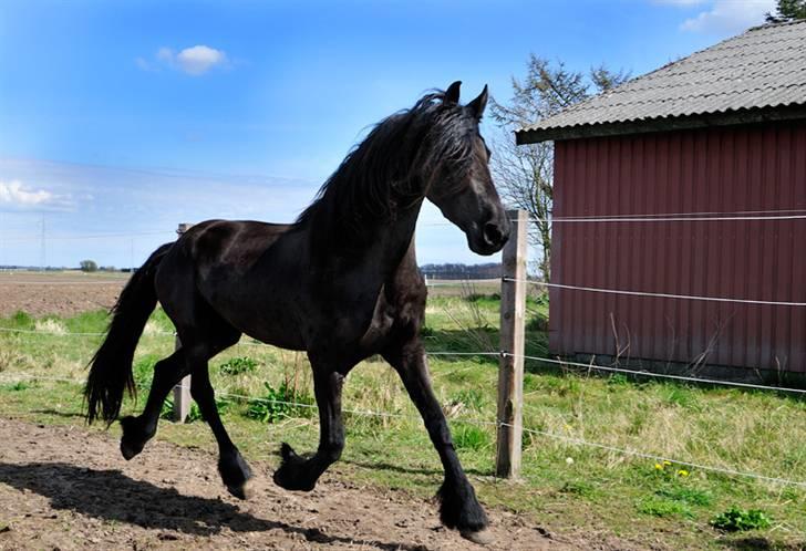 Frieser Renske Trienke (Solgt) billede 3