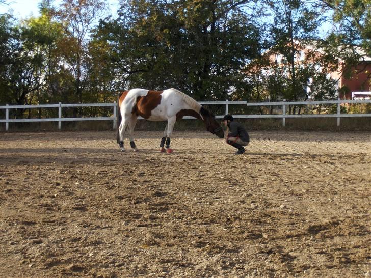 Pinto Hvedholms Aïda - 18. bare lidt hygge og horsemanship. Aïda 4 år gammel. billede 18
