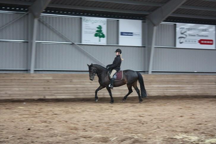Anden særlig race Thyra - Dressur d. 12-06-2010 Foto: Julie Bt billede 13
