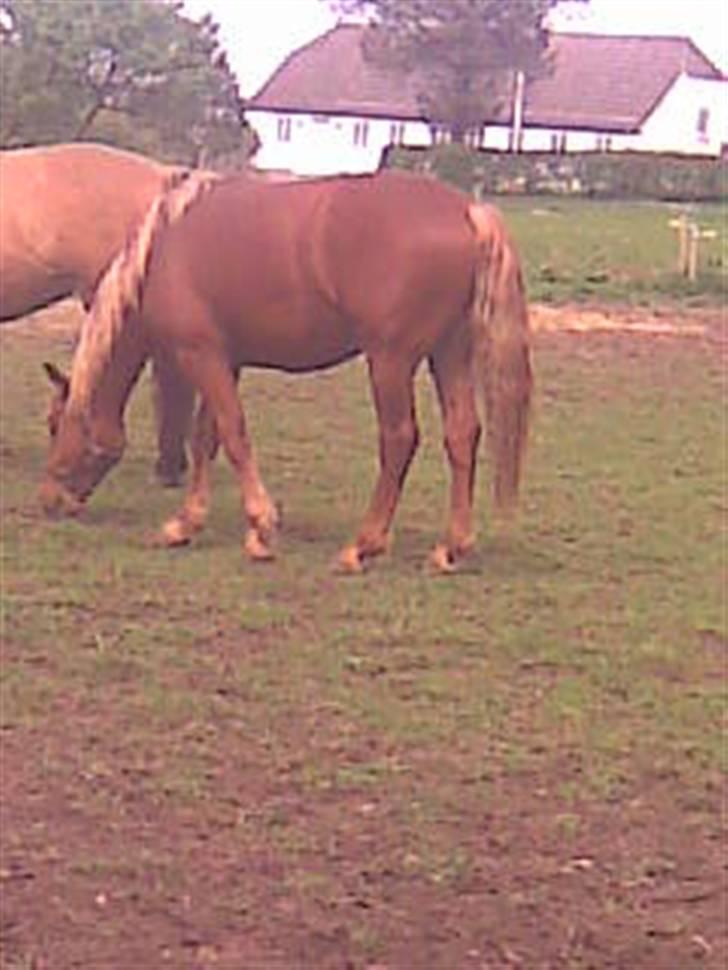 Frederiksborg Lepetit - er jeg mon ved at være lidt små fed? billede 5