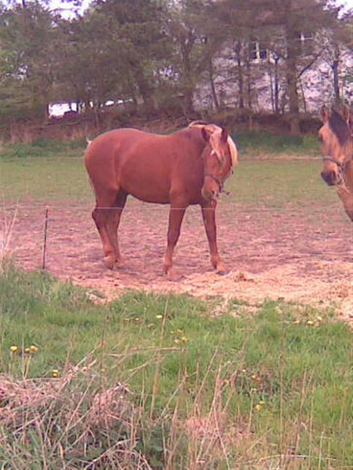 Frederiksborg Lepetit - hvad laver du nu mor kan du ikke se jeg spiser!! billede 6