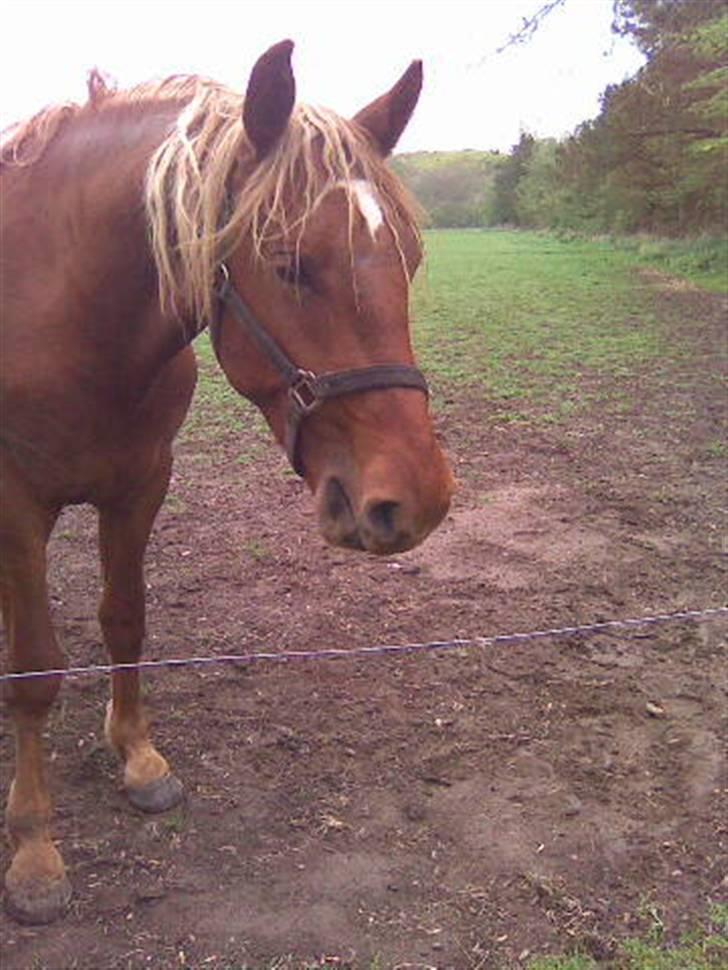 Frederiksborg Lepetit - er jeg ikke bare dejlig billede 7