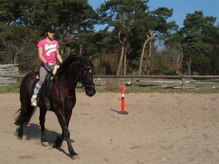 Anden særlig race Lisevangs Rosita.  - En af de første dressur timer billede 4