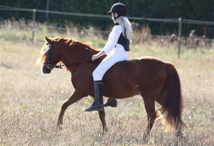 Anden særlig race Ron billede 7