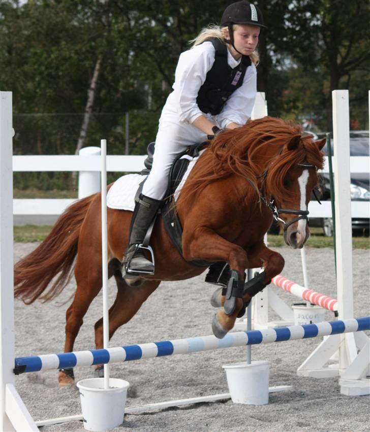 Anden særlig race Ron - Små bitte spring, fra 4.H stævner  billede 10