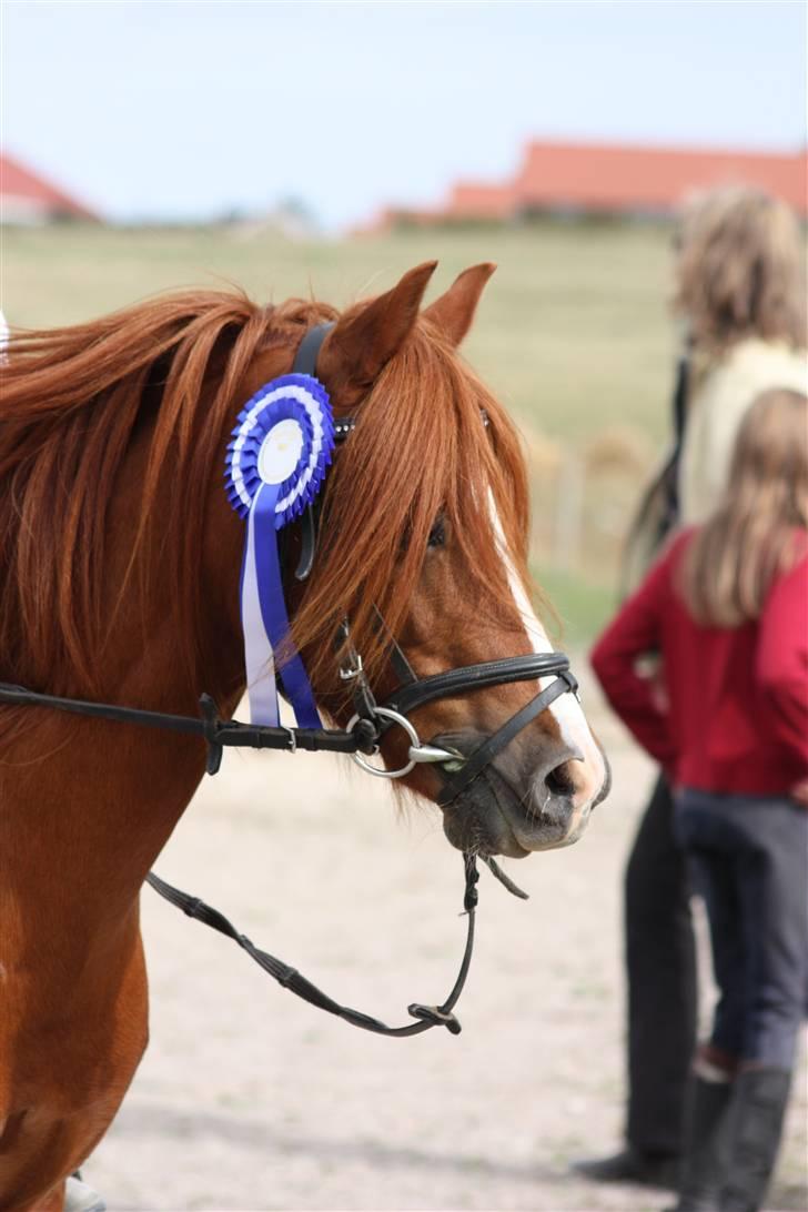 Anden særlig race Ron - 2.plads i spring - sker der for tøjlerne ? billede 5