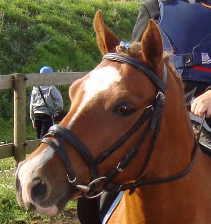 Anden særlig race Nikolaj - super skath ilangå :D det gik super .D billede 2