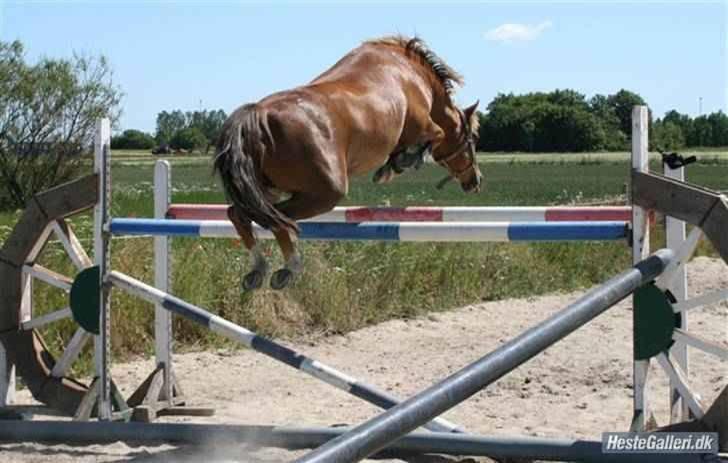 Anden særlig race Nikolaj - Niko springer 1,45ca. 15cm over sin egen højde :D ( under tilridning ) :D billede 6