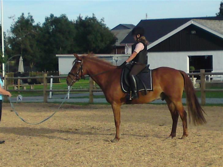 Anden særlig race Damgaard's Spirit R.I.P. billede 3