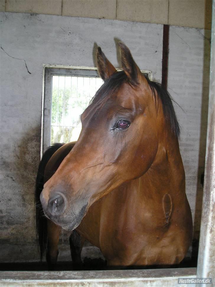 Anden særlig race Wonder SOLGT!d13.12.2009 - Tykke (:  billede 8