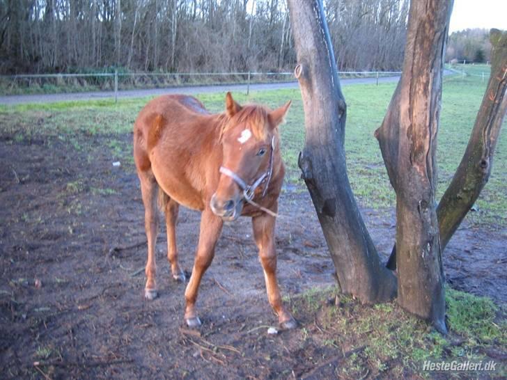 Anden særlig race Starlight - red - Den bette dreng :´)<3 Jeg savner dig! <3 Lånt af hans ejer, Trine - tak :) billede 11