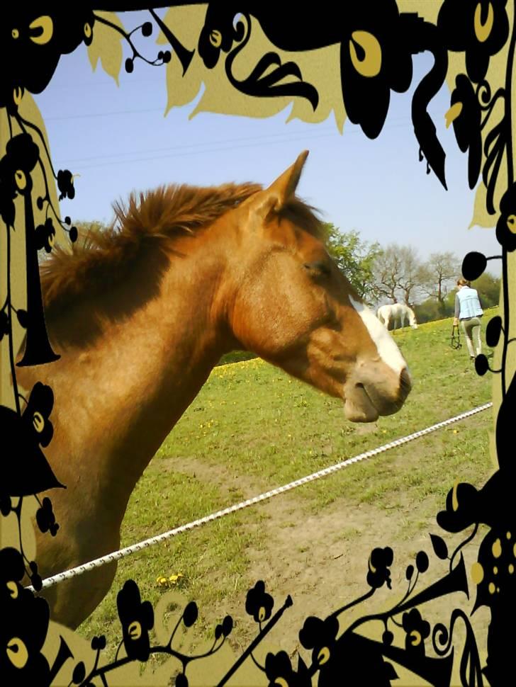 Anden særlig race Damgaard's Spirit R.I.P. billede 6