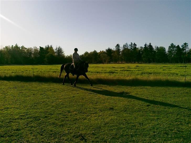 Anden særlig race Wonder SOLGT!d13.12.2009 - Tykke og jeg dressur (:  billede 10