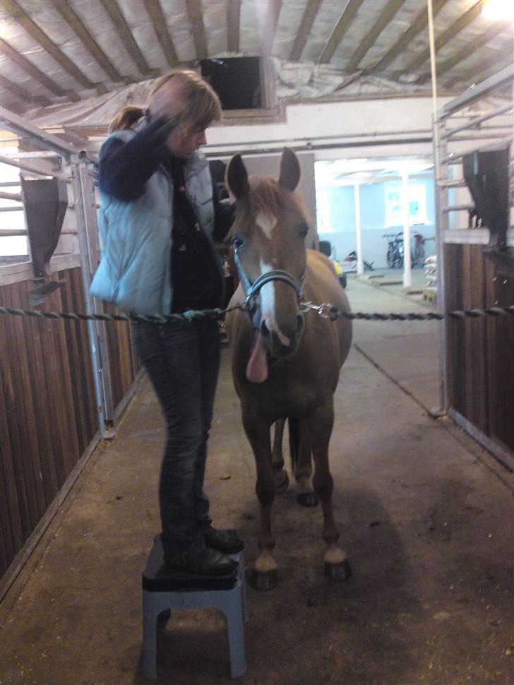 Anden særlig race Damgaard's Spirit R.I.P. billede 7