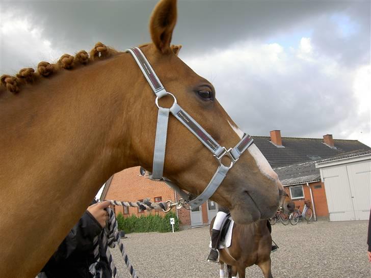 Anden særlig race Damgaard's Spirit R.I.P. billede 9