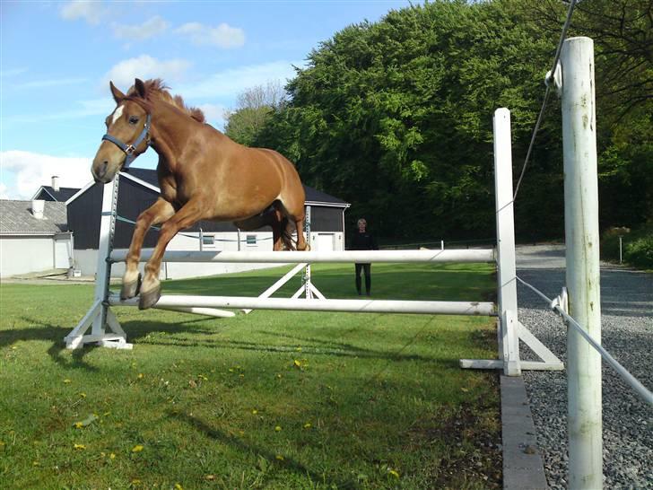 Anden særlig race Damgaard's Spirit R.I.P. billede 10