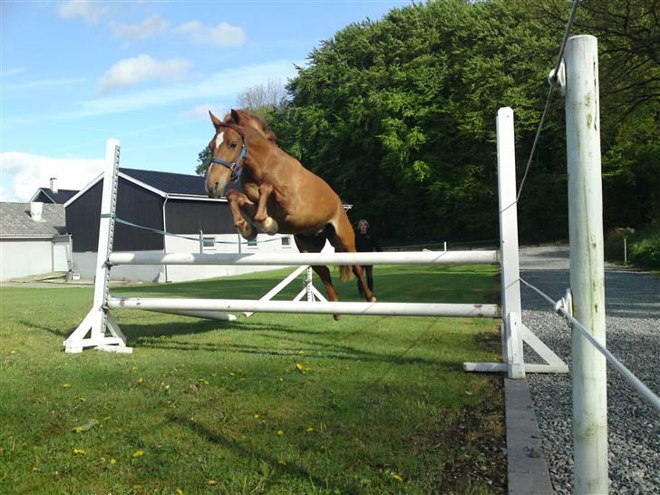 Anden særlig race Damgaard's Spirit R.I.P. billede 11