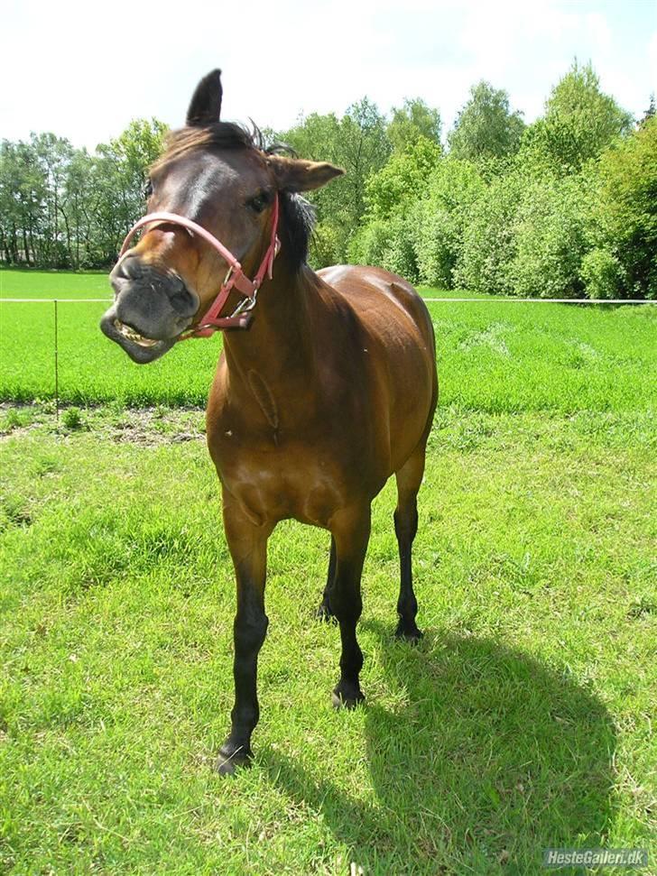 Anden særlig race Wonder SOLGT!d13.12.2009 - Tykke " i´m soooooo sexy!" :D billede 17