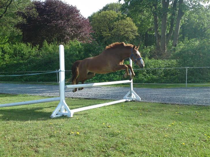 Anden særlig race Damgaard's Spirit R.I.P. billede 12