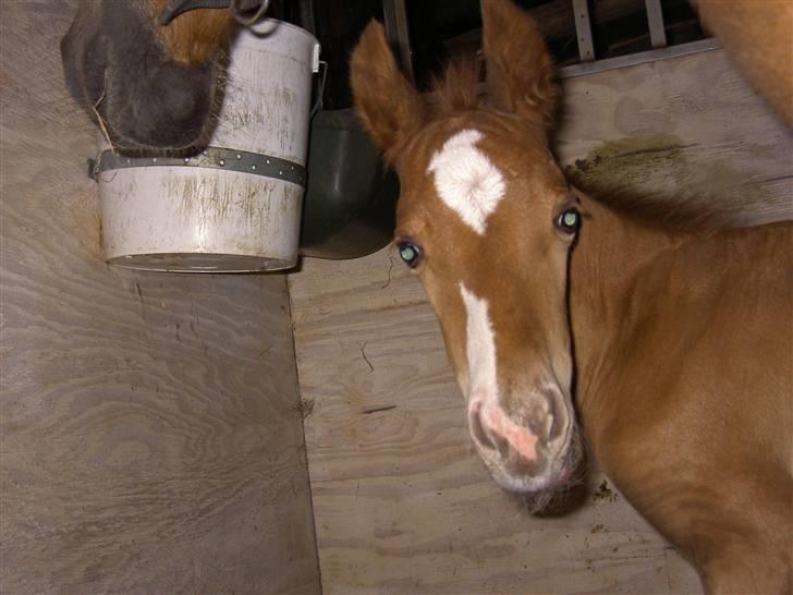 Anden særlig race Damgaard's Spirit R.I.P. billede 13