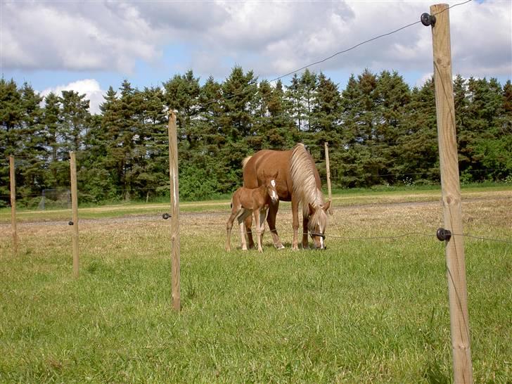 Anden særlig race Damgaard's Spirit R.I.P. billede 14