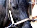New Forest Sheila [*elevpony*] SOLGT