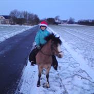 Welsh Mountain (sec A) Springbourne Huckleberry A-PONY (SOLGT)