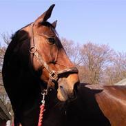 Anden særlig race Zafir