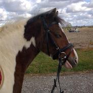 Anden særlig race valdemar