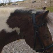 Anden særlig race valdemar