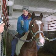 Anden særlig race valdemar