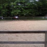 Anden særlig race Zafir