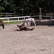 Anden særlig race Zafir