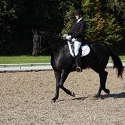 Dansk Varmblod Llindelygaards Atlantis